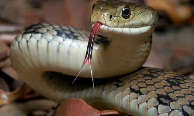 Ý nghĩa của rắn trong phong thuỷ
