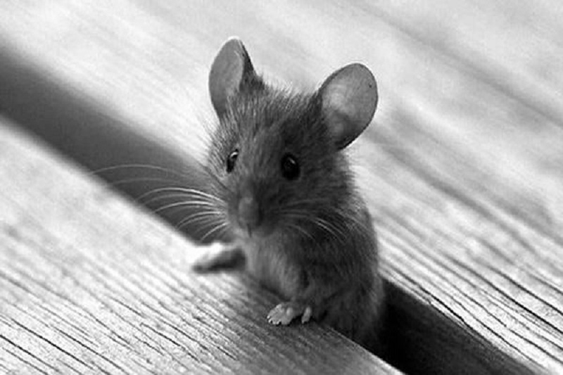 Nên bình tĩnh trước mọi việc với ý nghĩa giấc mộng thấy chuột